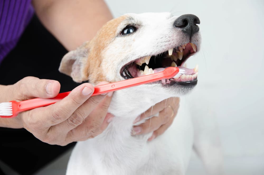 Pet owner brushing dog's teeth