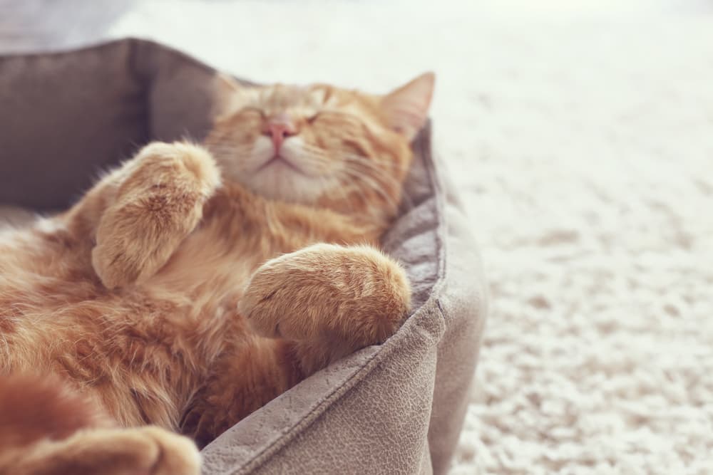 Cat Twitching in Sleep: Why it Happens and What to Do