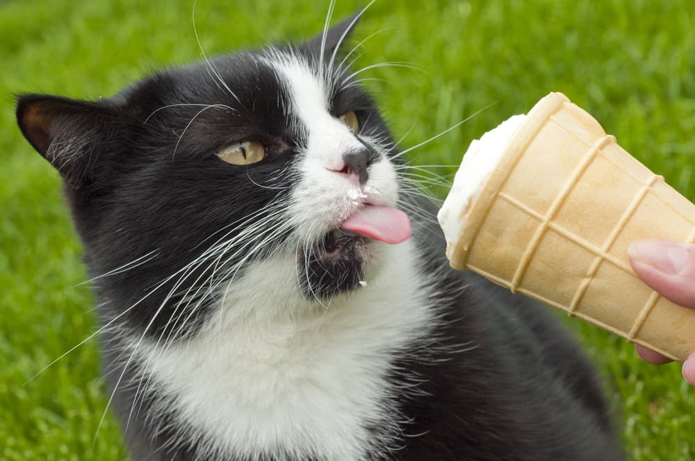 Cat licking ice cream