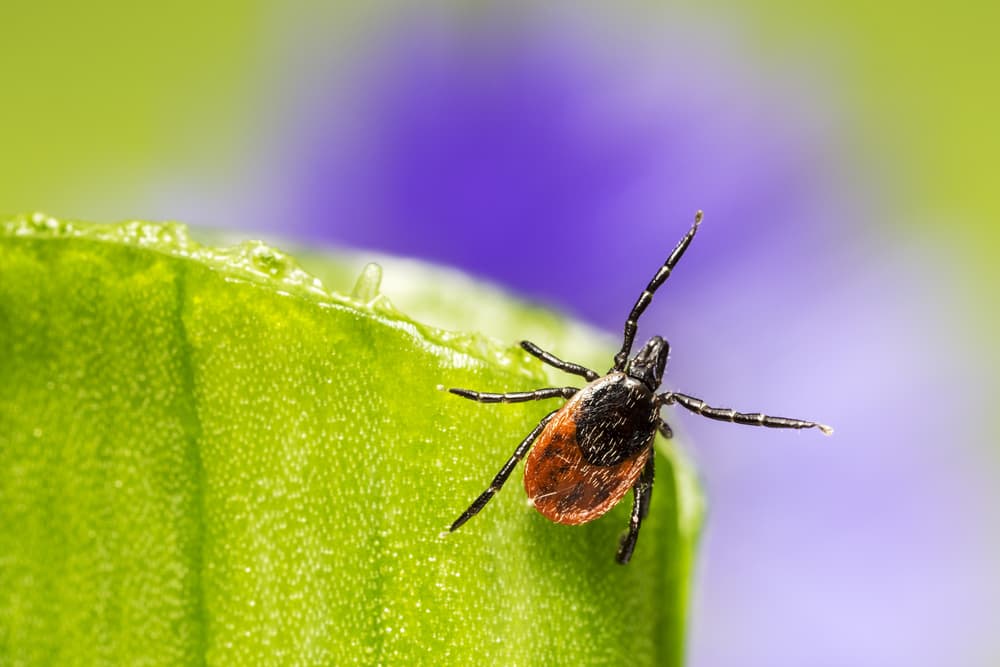 tick that carries Lyme disease