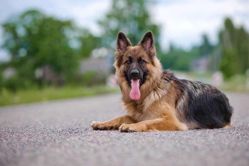 German Shepherd dog resting on road