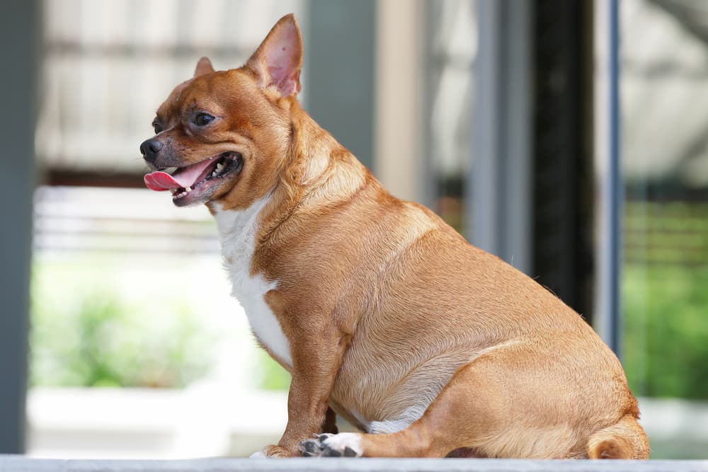 Overweight Chihuahua sitting