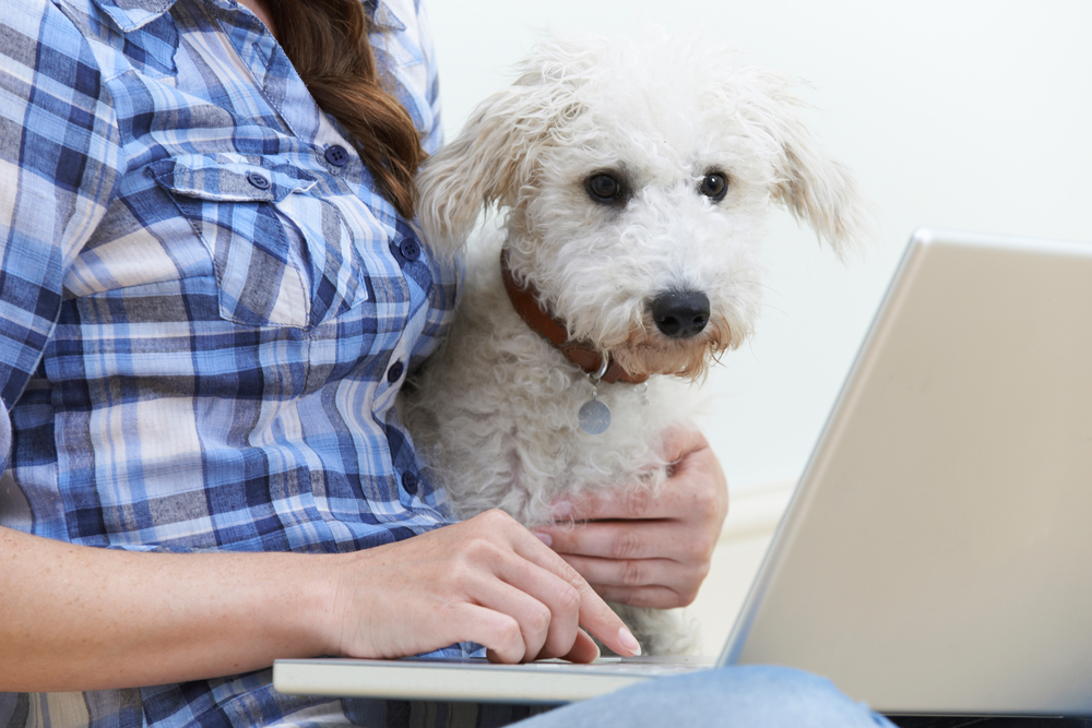 How Much Does Pet Insurance Cost in 2023?