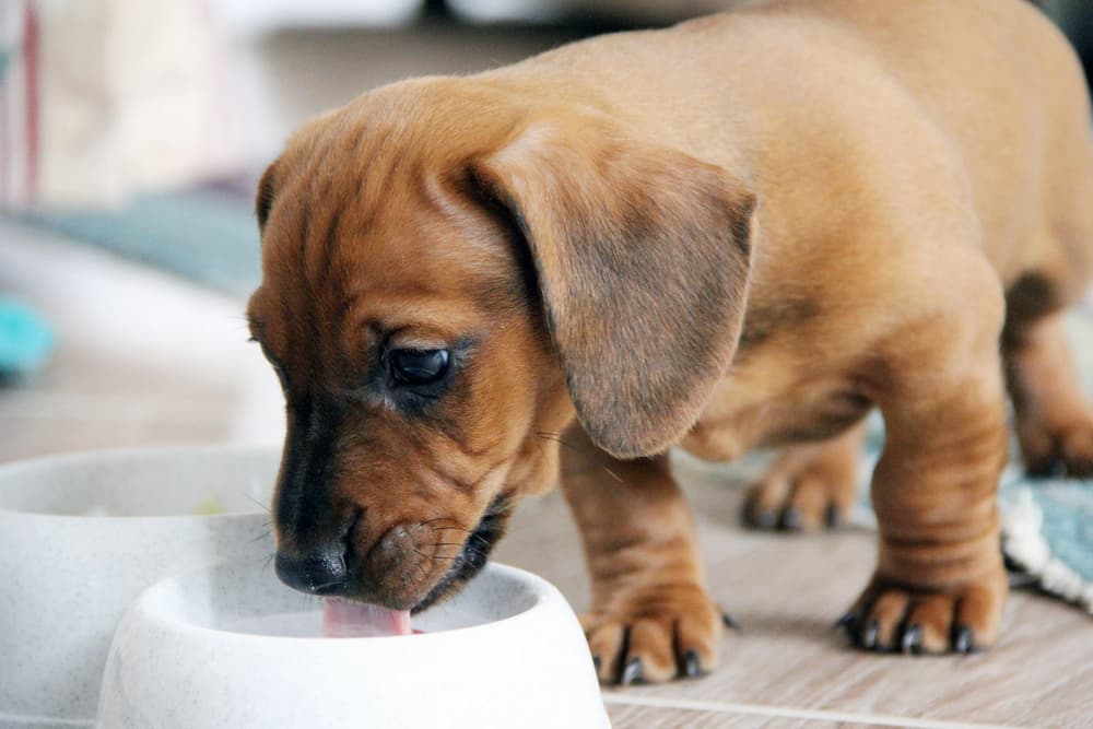 Puppy drinking from bowl