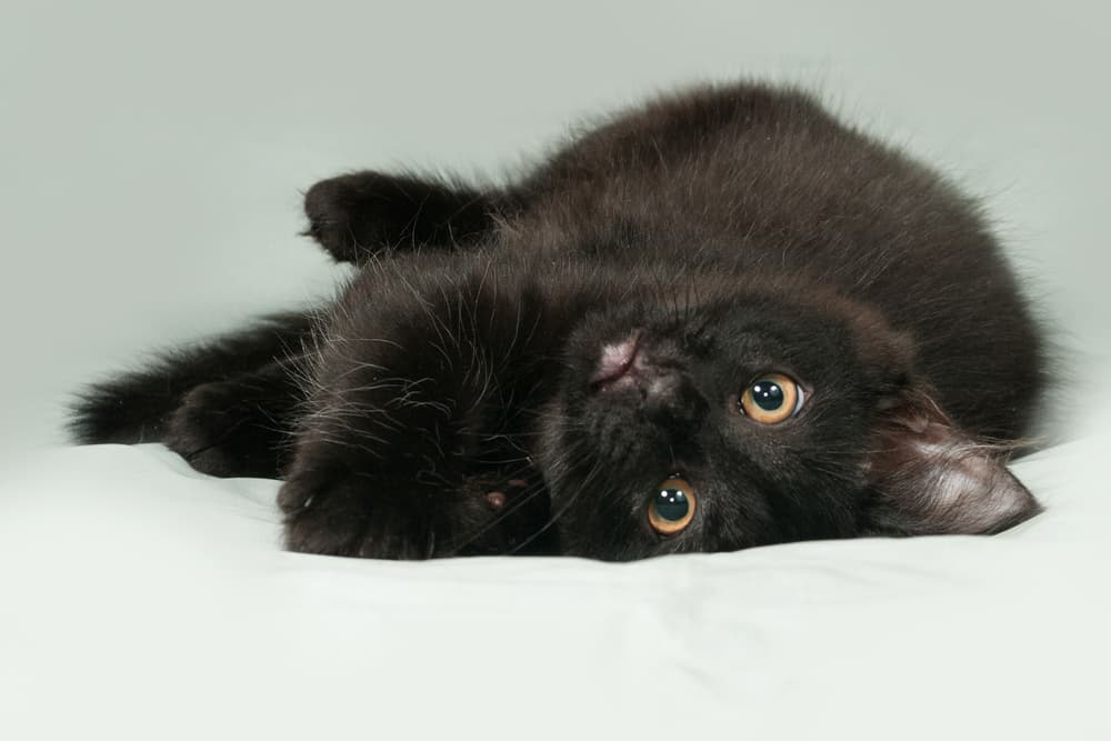 Black kitten laying in a bed