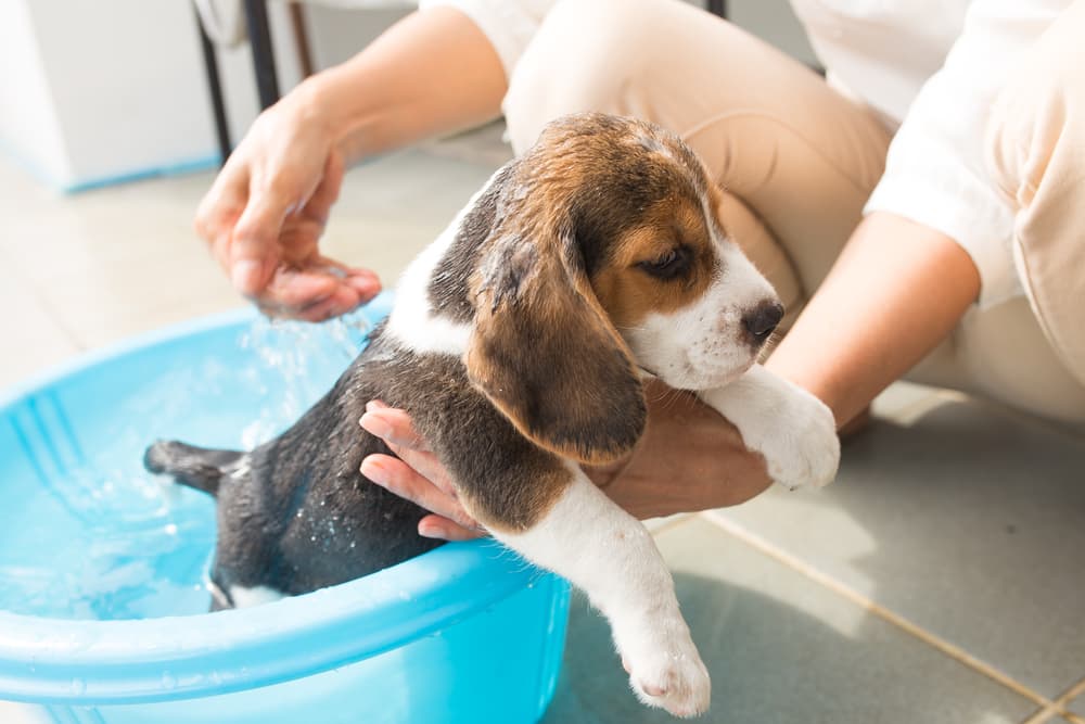 Beagle puppy in bath