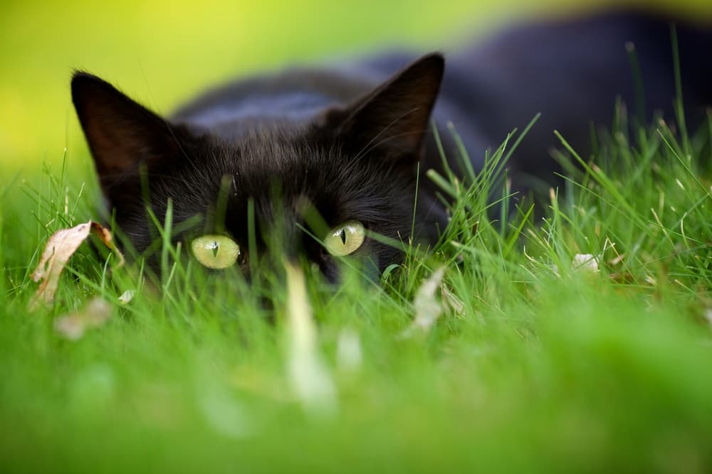 Black cat laying in the grass