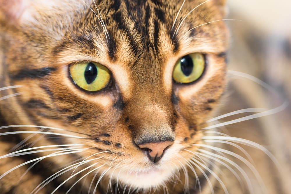 Closeup shot of a Toyger cat