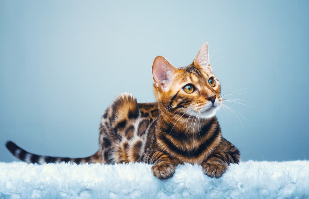 Bengal cat with blue background