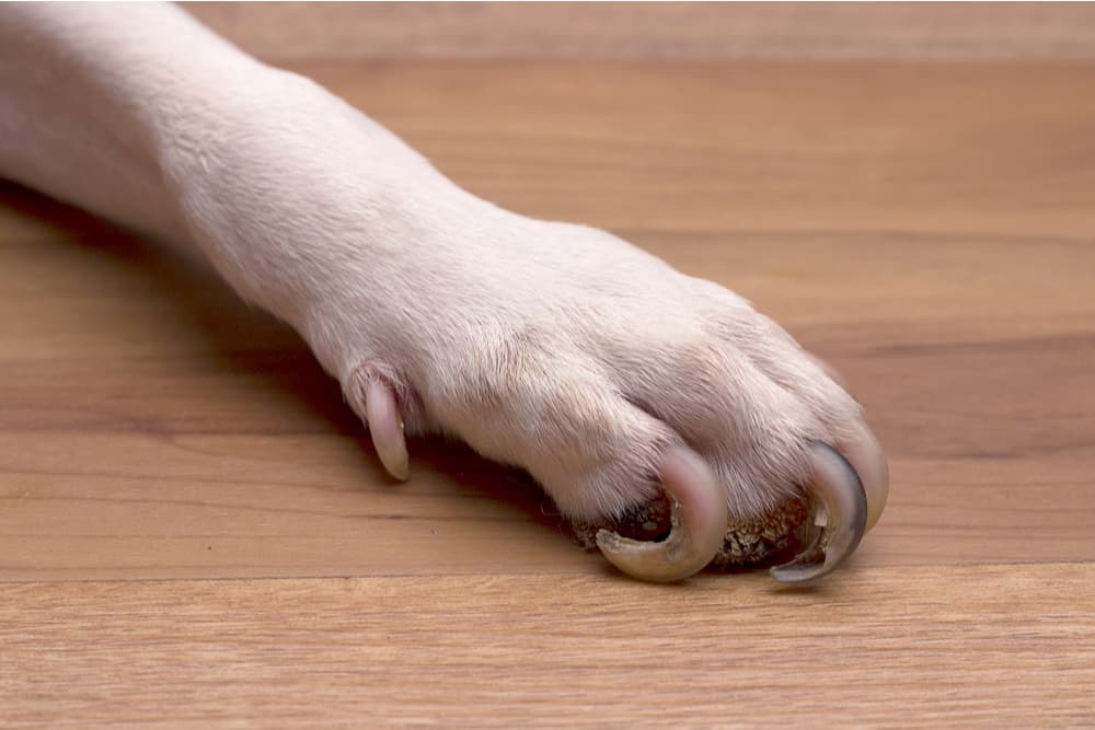 Dog paw with nails curled over