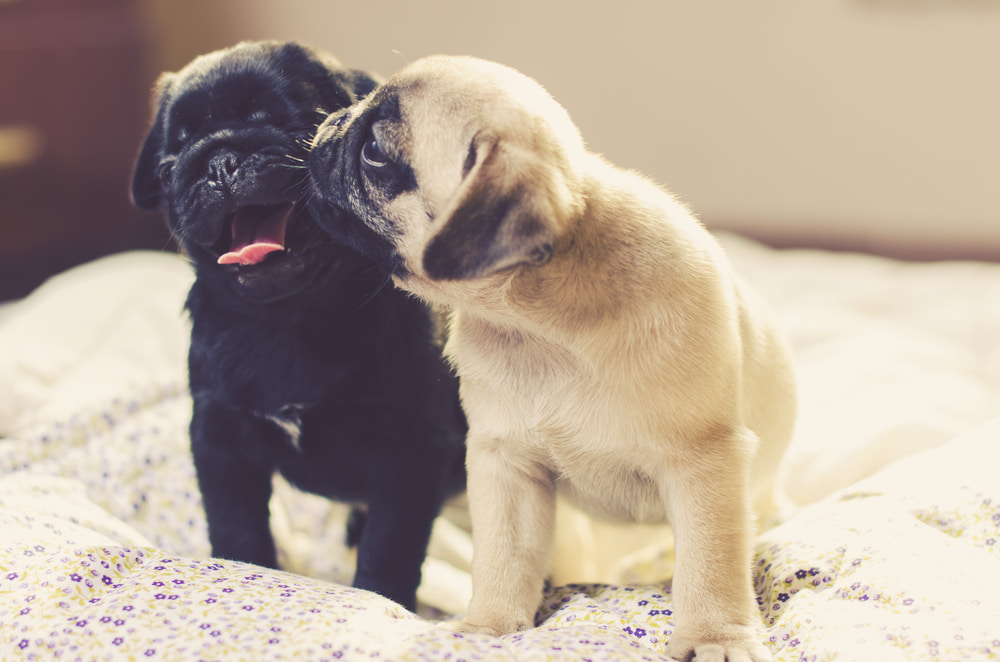 Cute photo of pug puppies kissing