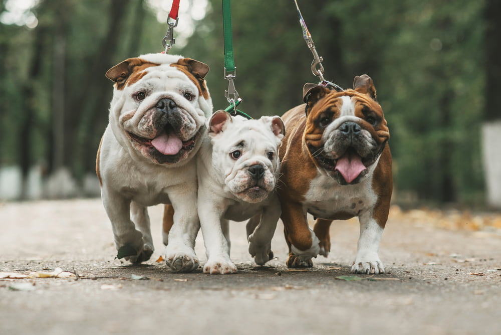Three Bulldogs walking on leashes