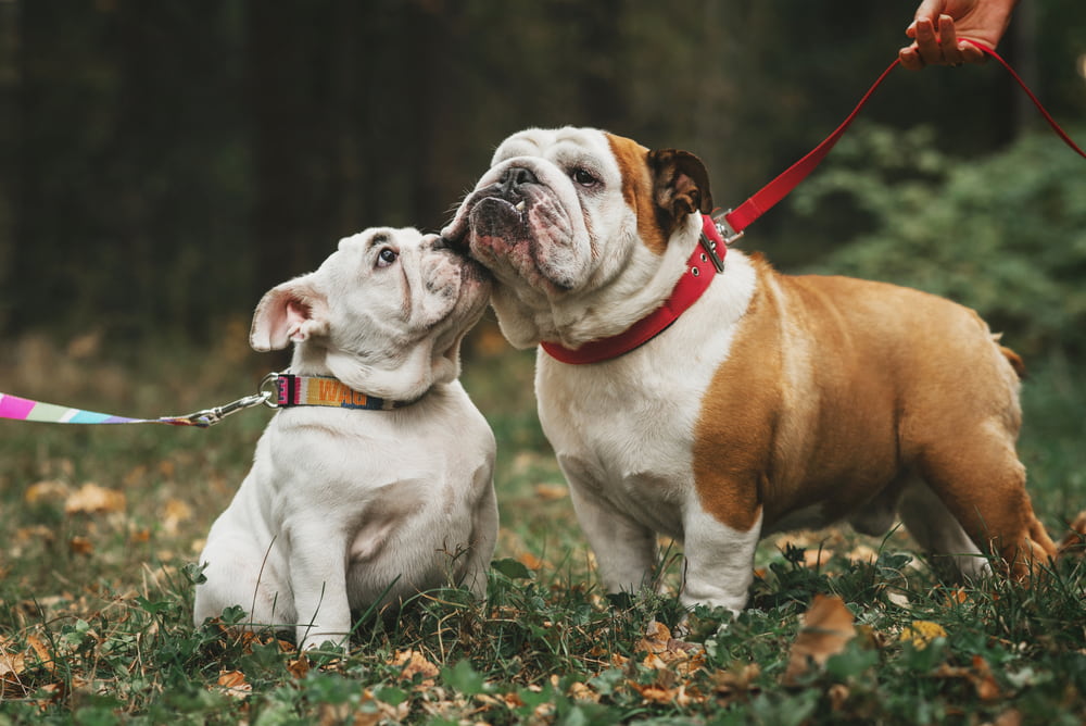 Two Bulldogs on leashes