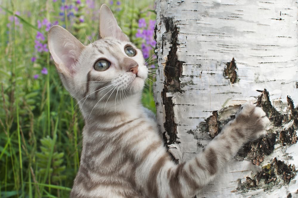 Gray Toyger cat scratching a tree