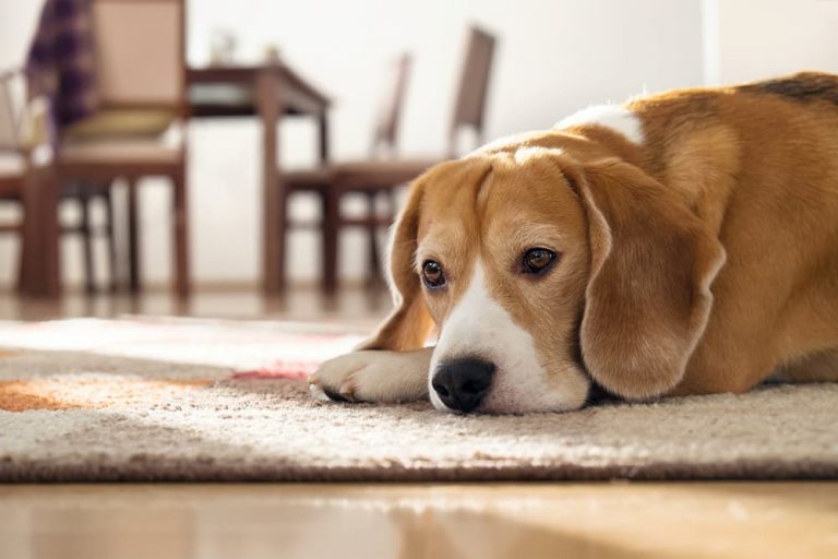 Beagle lying on carpet
