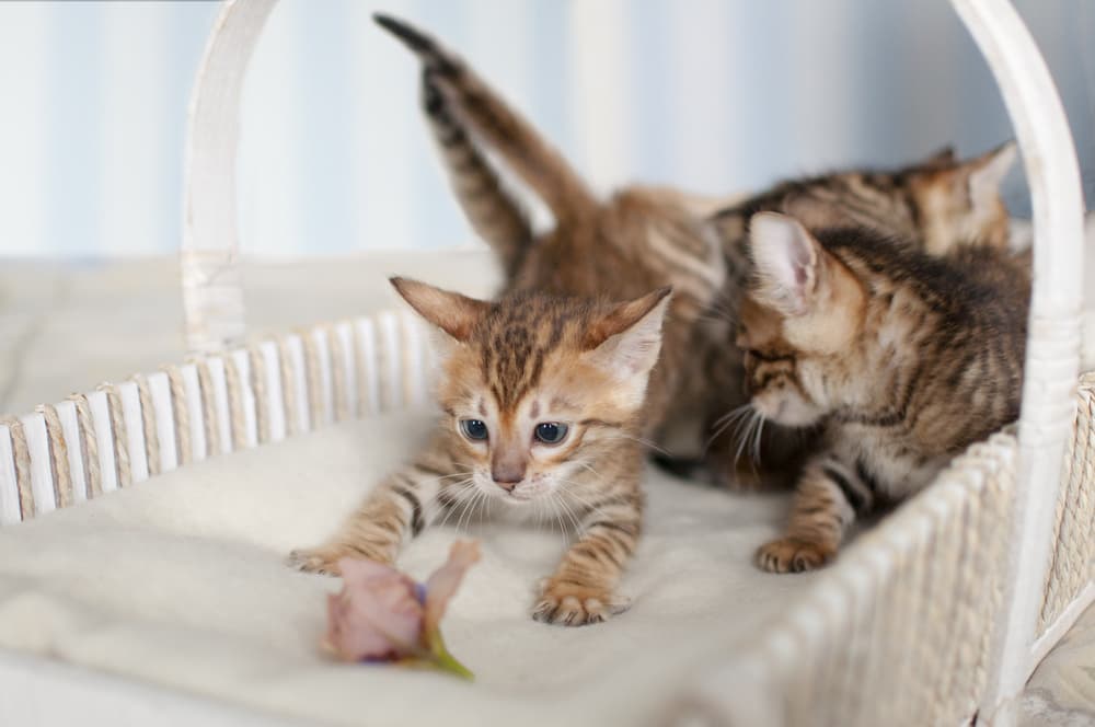 Group of Toyger kittens playing with a toy