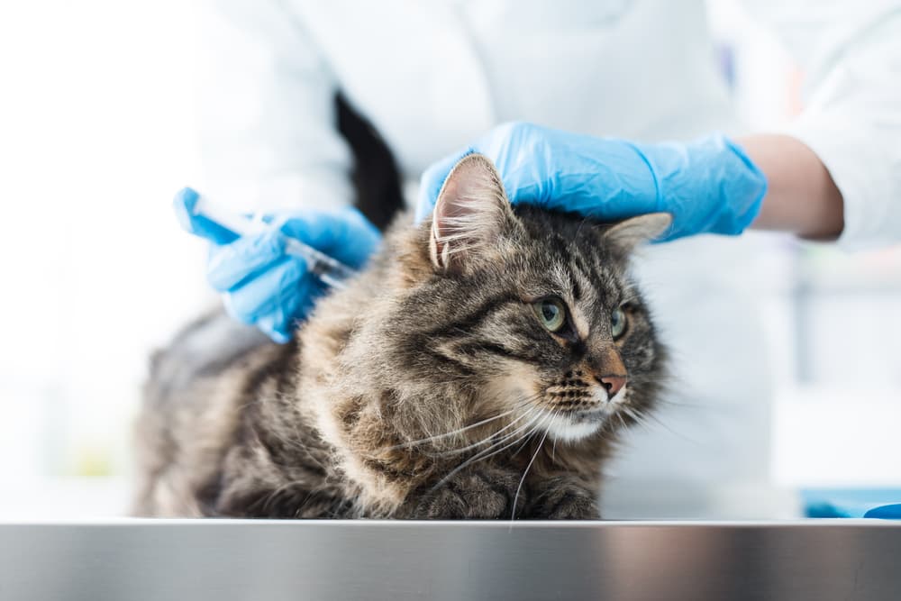 cat at veterinary hospital