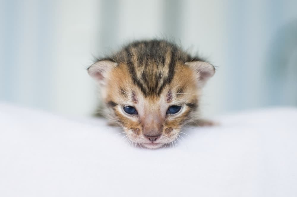 Toyger kitten looking fown