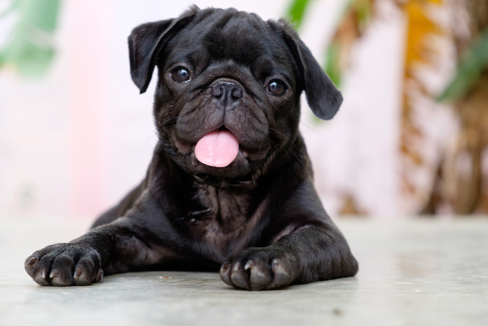 Black pug with tongue out