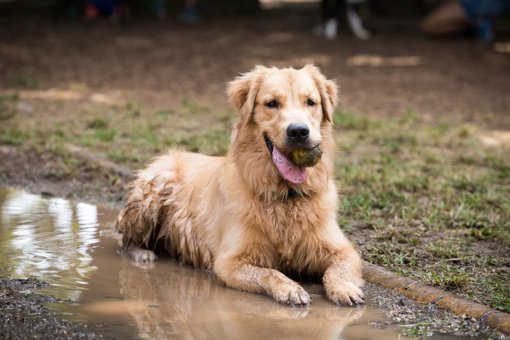 Golden retriever playing in the mud