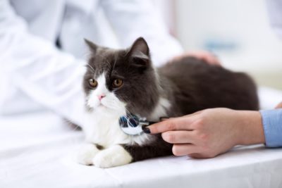 Bladder Cancer in Cats: Symptoms and Treatment