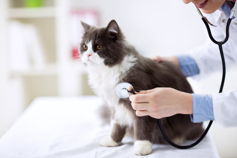 Veterinarian treating cat at clinic