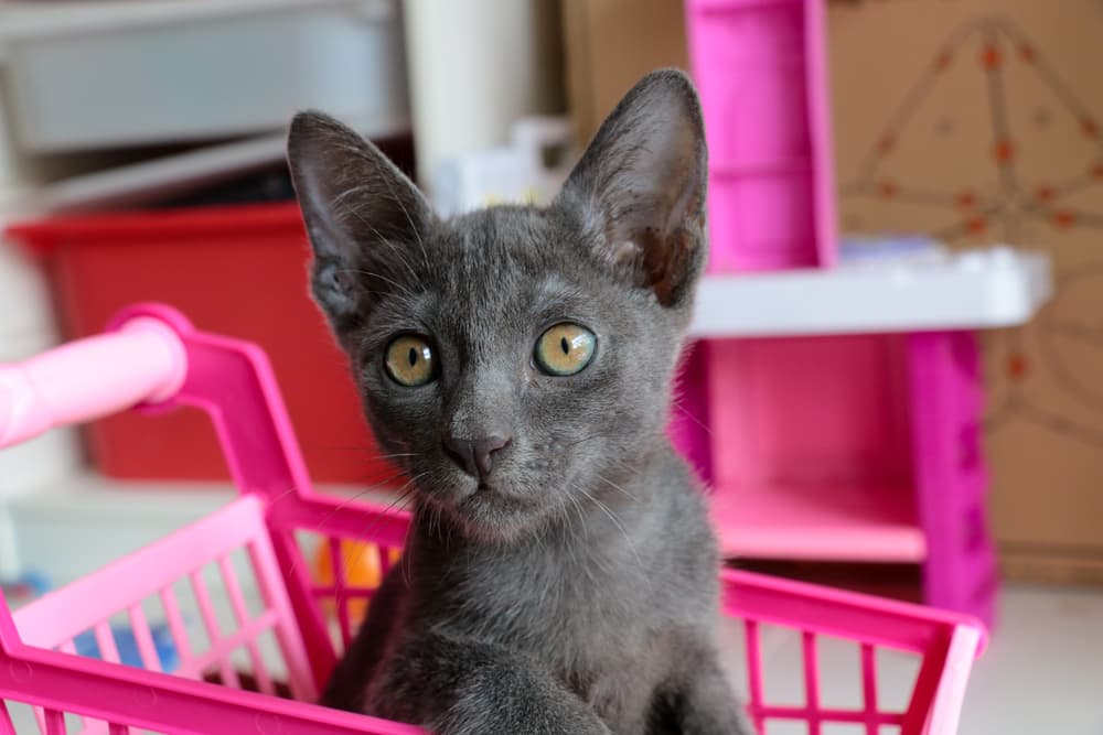 Korat kitten sitting in toy grocery cart
