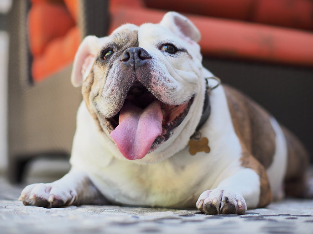 Brindle Bulldog with tongue out