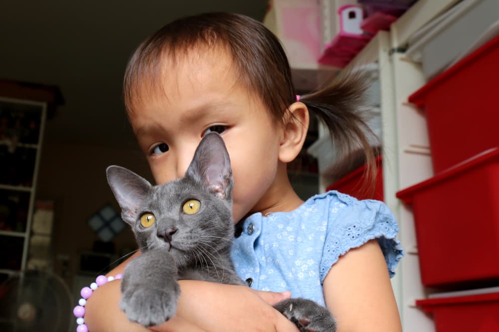 Little girl holding a Korat kitten