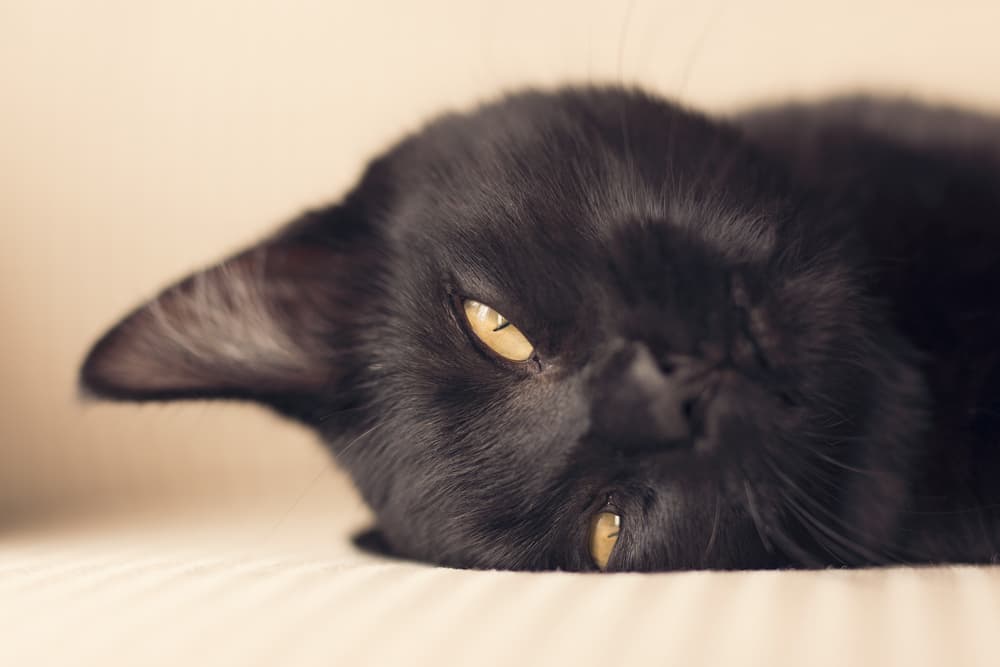Black cat laying down looking cute
