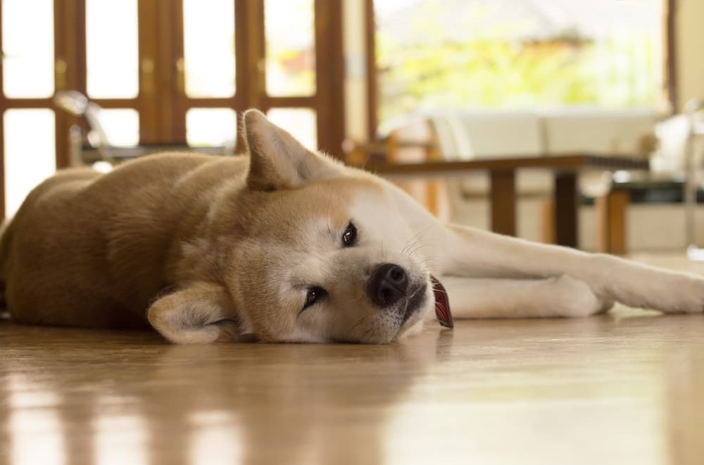 Akita dog acting sick