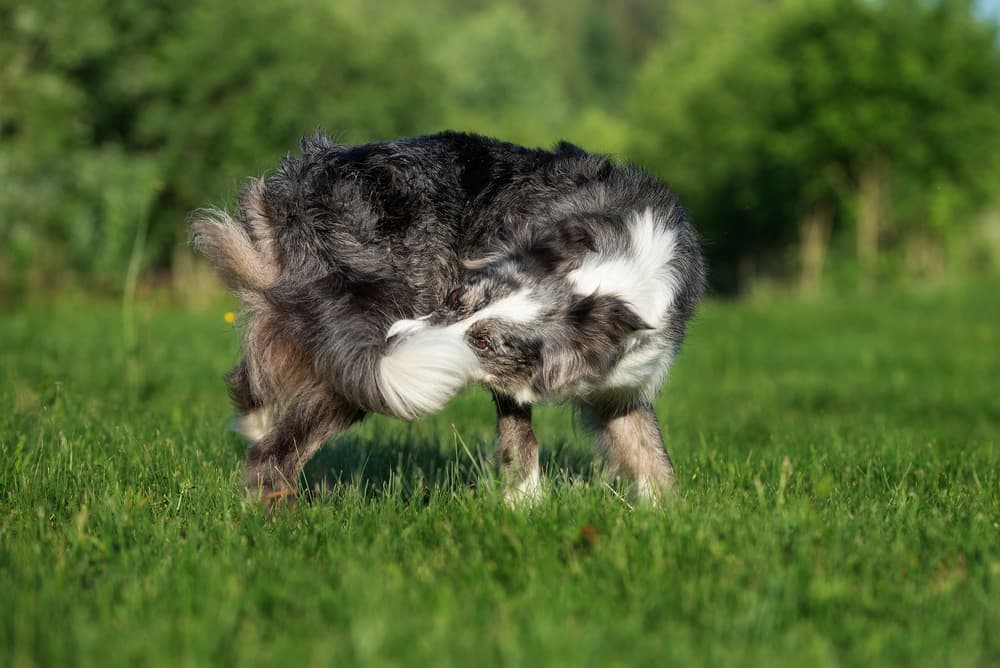 Border Collie catches his tail