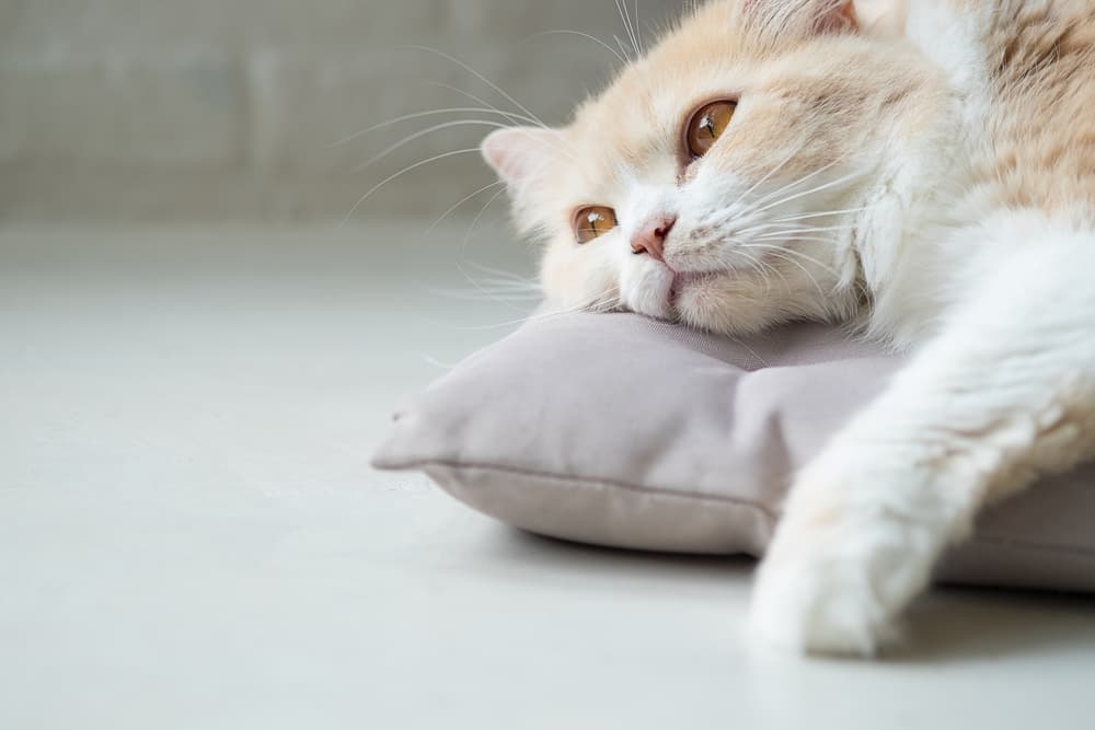 Sick cat lying on pillow