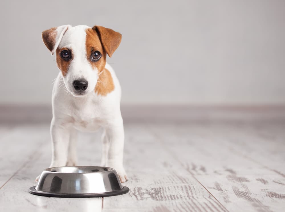Puppy with metal food bowl