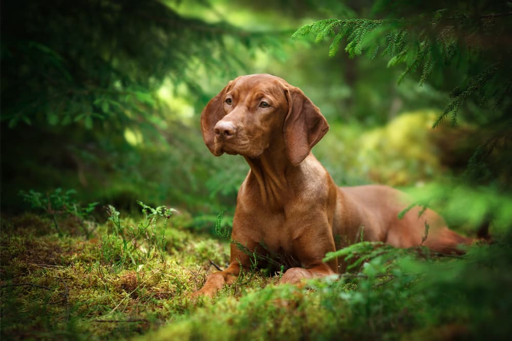 Dog laying on the forest ground