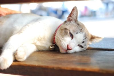 Cat Cancer Treatment Plan: What to Expect