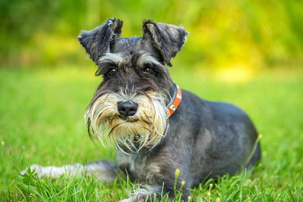 Miniature Schnauzer laying in grass looking concerned