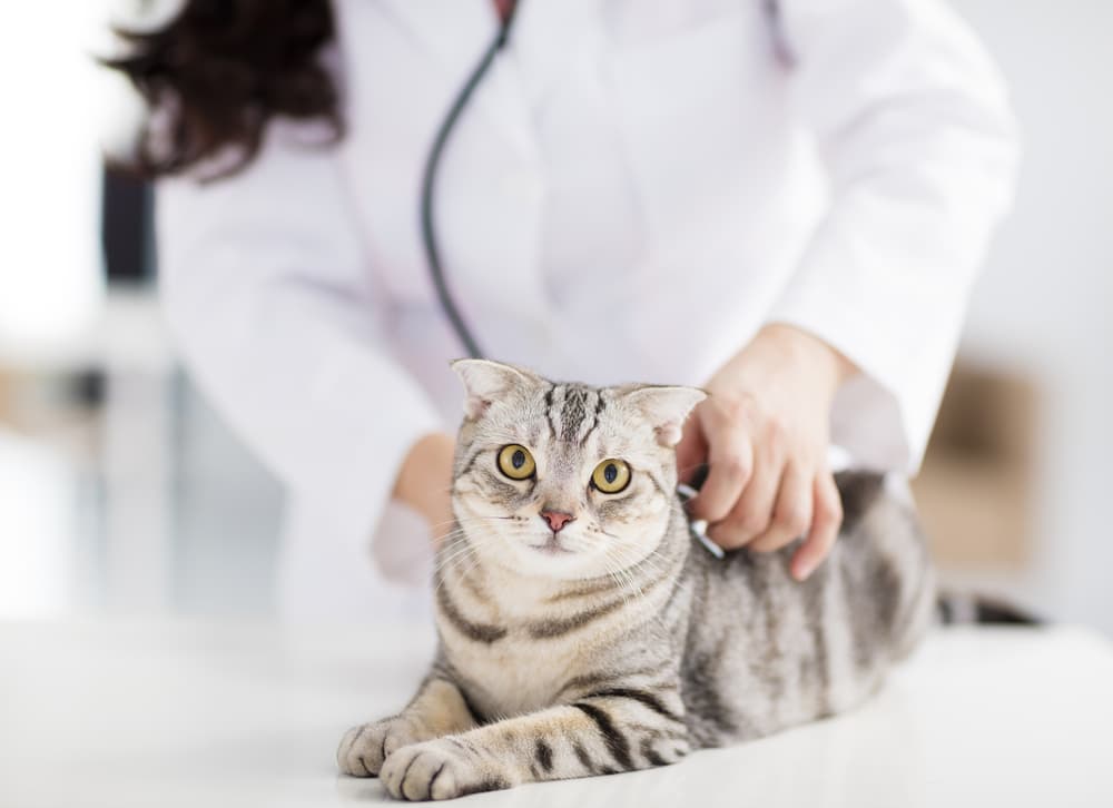 Veterinarian treating cat constipation