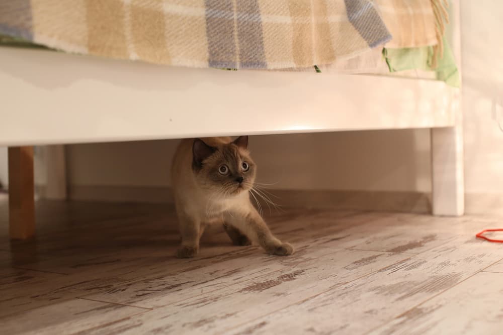 British Bluepoint cat hiding under the bed
