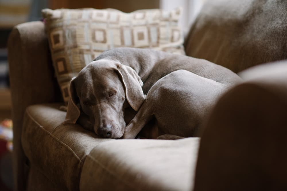 Weimaraner resting on the couch