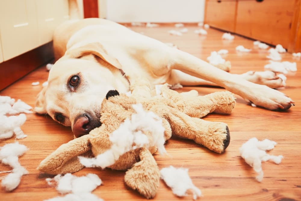 Yellow Labrador Retriever with stuffed animal