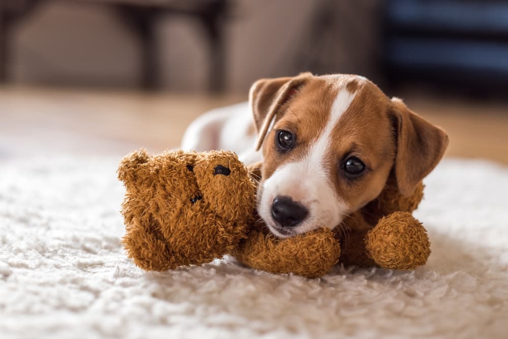 Puppy at home with teddy bear