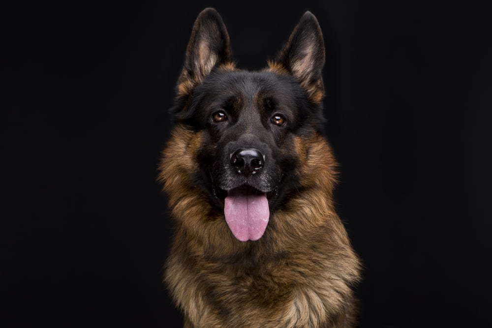 Portrait of smiling German Shepherd