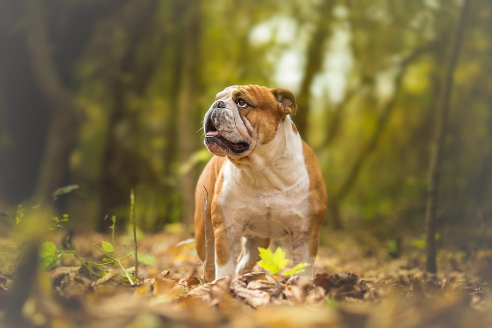 Bulldog in woods