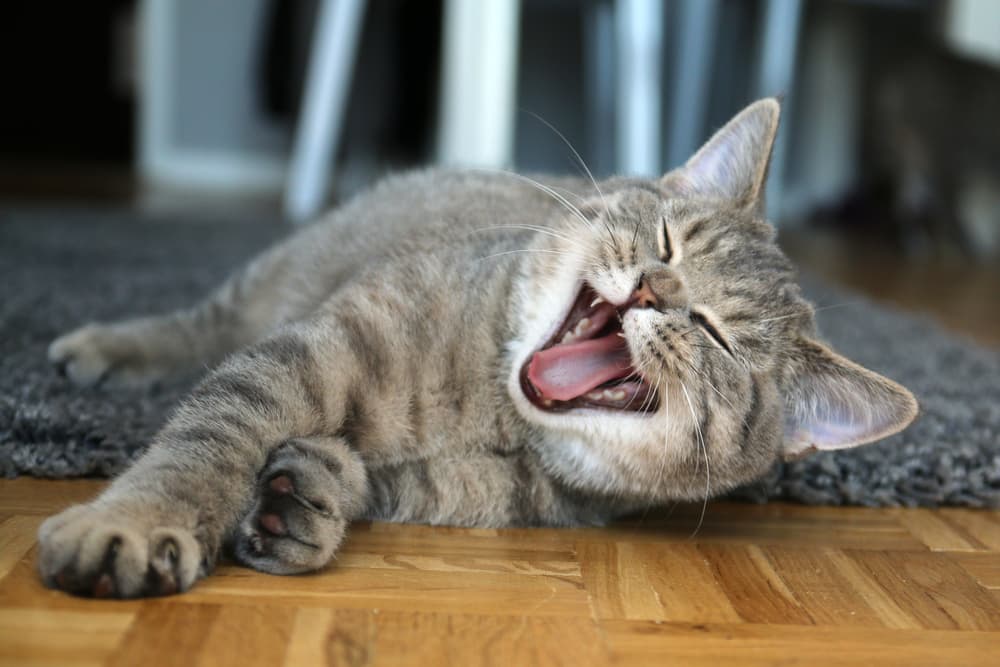Cat laying down and mouth open