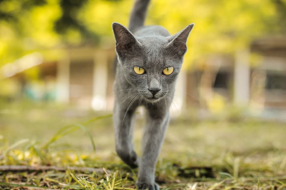An adult Korat cat walking towards the camera
