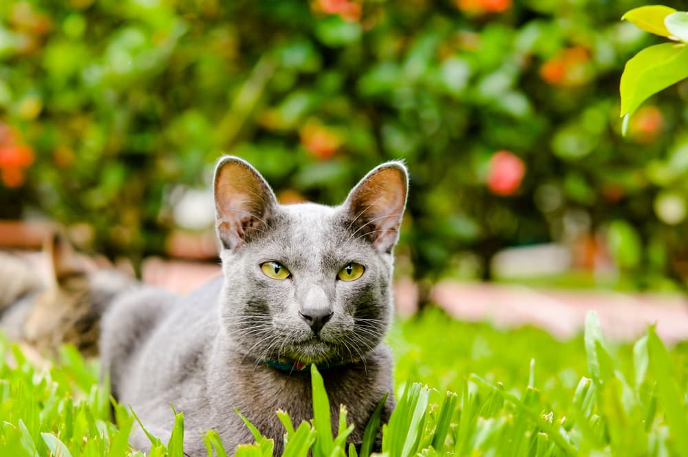 Adult Korat cat laying in the grass