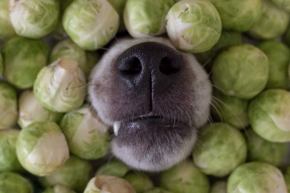 Dog nose poking out of brussel sprouts