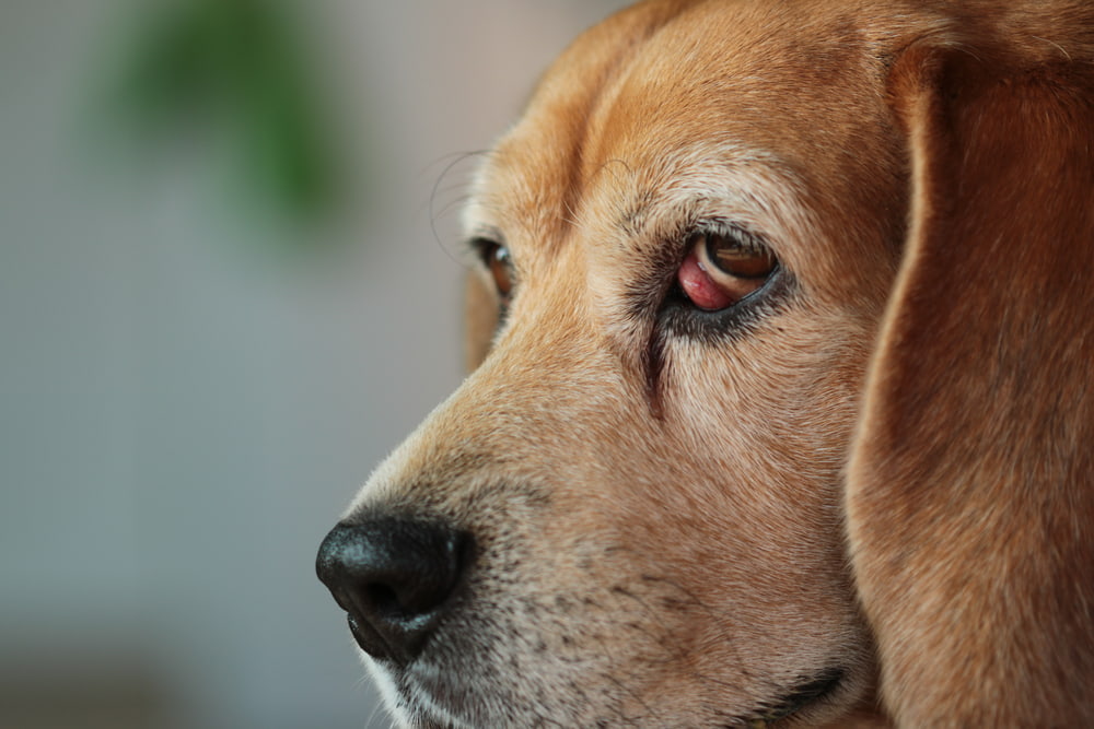 Beagle with cherry eye