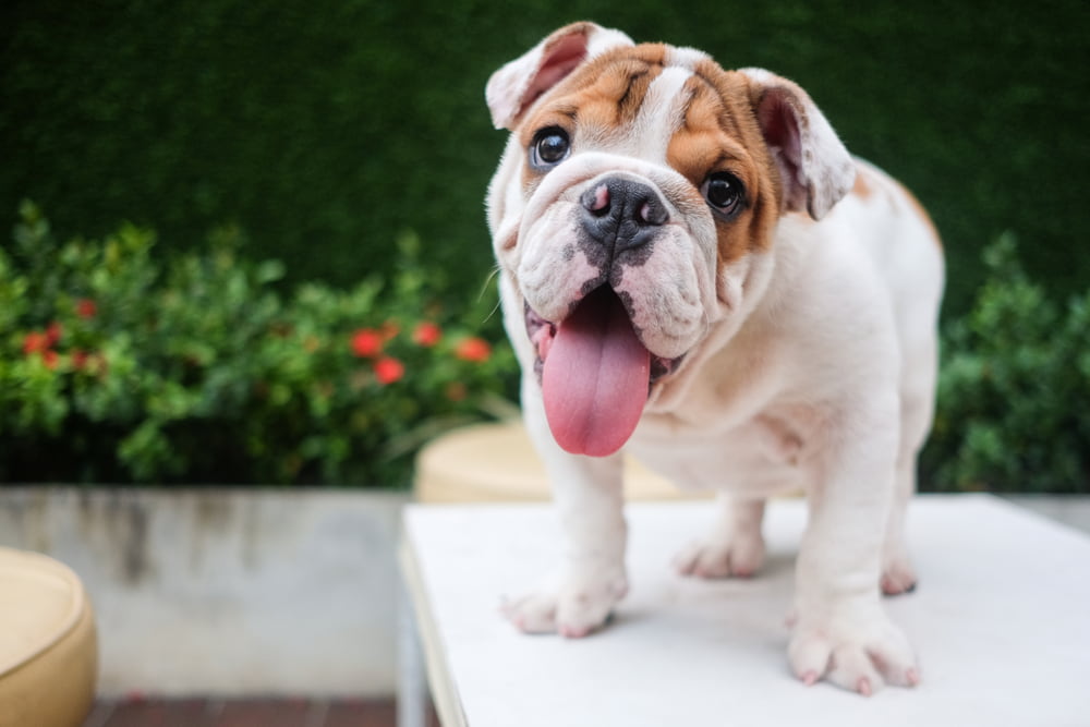 Silly Bulldog with tongue out